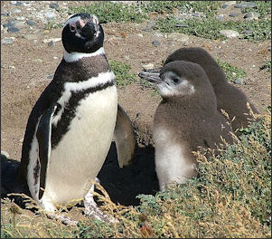 20120520-penguins Magellanic_Penguin_adult_and_2_chicks.jpg